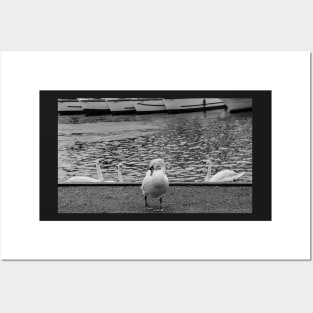 Mute swan on the bank of the River Bure in the Norfolk village of Wroxham Posters and Art